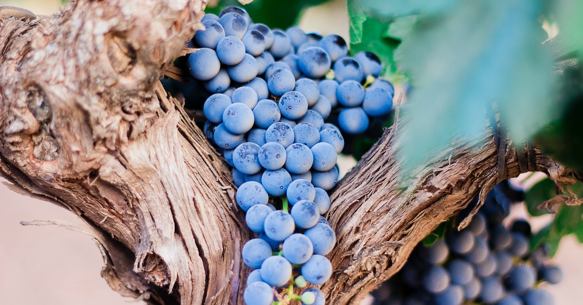 Coolest Harvest Wine Festivals Near Barcelona